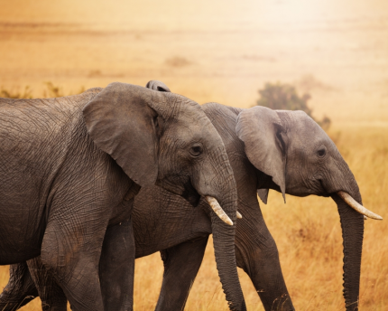 Is protecting wildlife a lost cause? Some policies could further endanger wildlife.